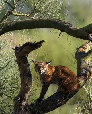 Bobcat