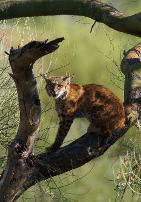 Bobcat