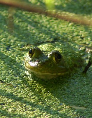 Bullfrog