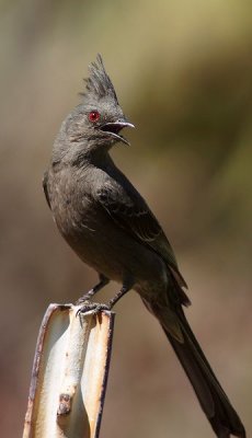 Phainopepla-Female