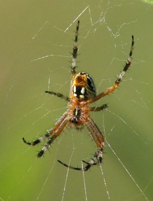 Orb-weaver Spider