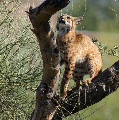 Bobcat