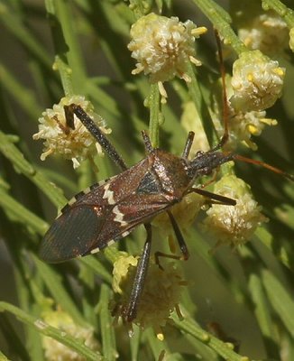 AZ Bird's  & Critter's 2018