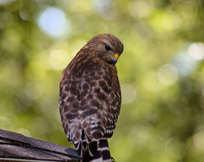 Hawk on Roof