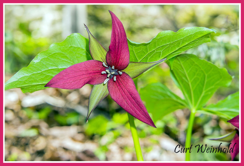 Nodding or Red Trillium