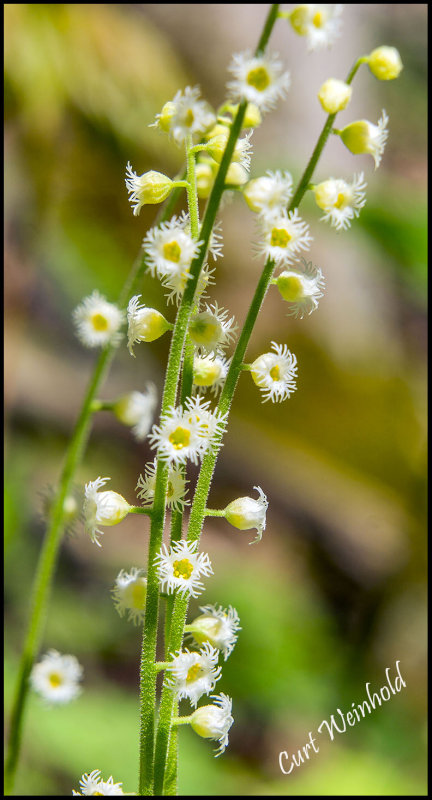 Miterwort