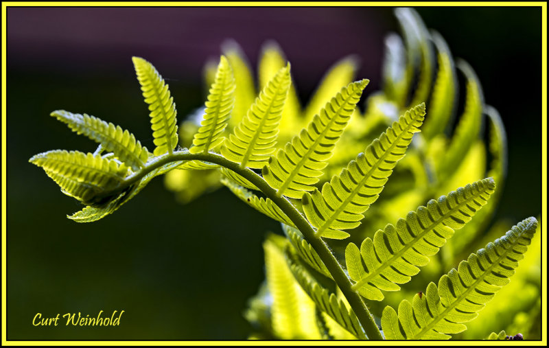 Interrupted Fern