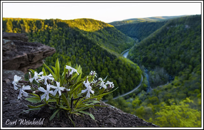 Creeping Phlox