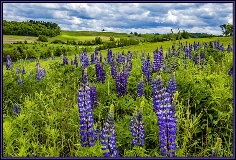Lupine meadow
