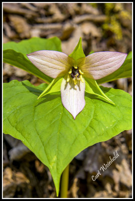 White Trillium