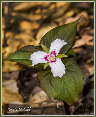 Painted Trillium