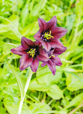 Chocolate lily