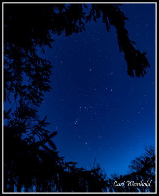 Spruce tree frames constellation Orion