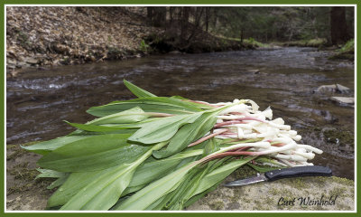 Dingman leeks