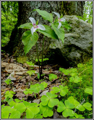 Wood sorrel & Trillium