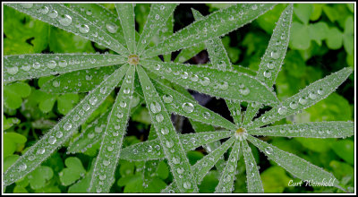 Lupine & droplets