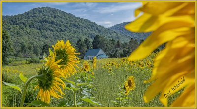 Field of Sunshine           Colesburg, Pa.