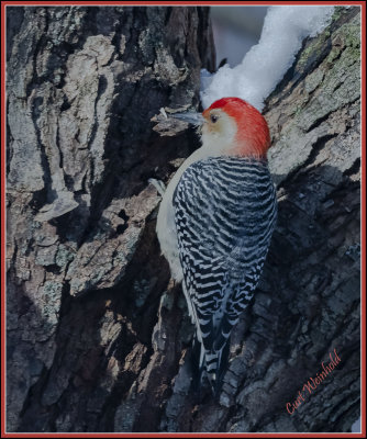 Red-belly Woodpecker