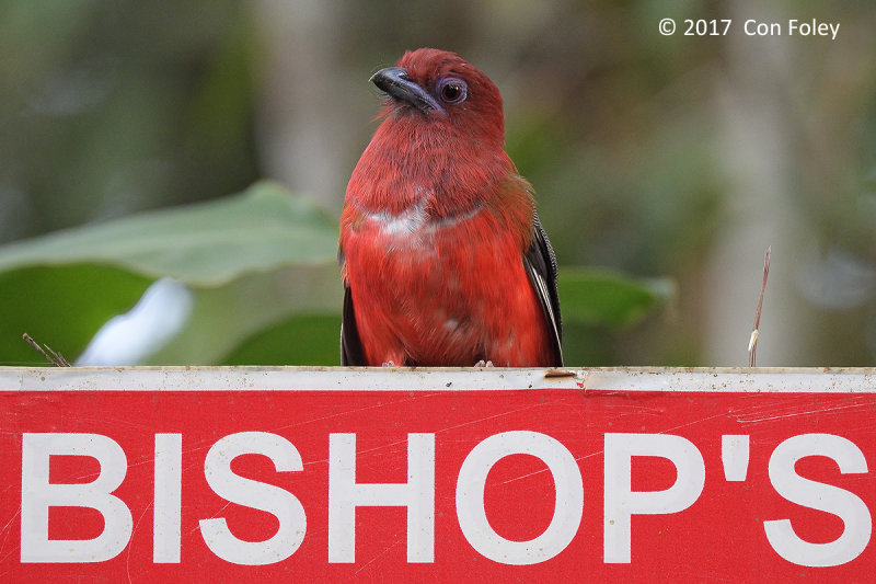 Trogon, Red-headed (male) @ Bishops Trail