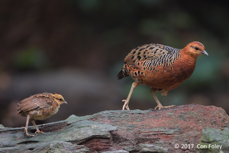 Partridge, Ferruginous @ Bukit Tinggi