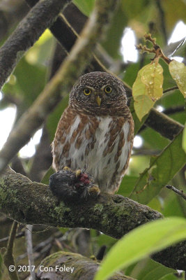 Owlet, Collared