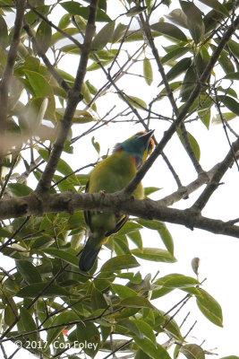 Barbet, Yellow-crowned