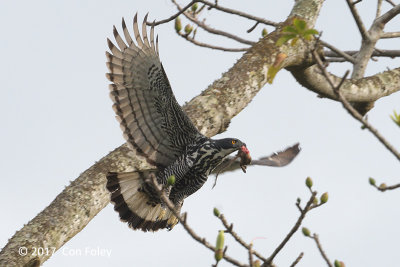 Eagle, Blyth's Hawk @ Hwy 218