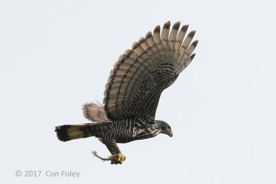 Eagle, Blyth's Hawk @ Hwy 218