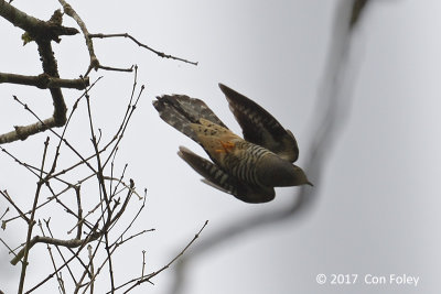 Cuckoo, Sunda (male) @ Hemmant Trail