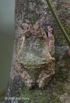 Frilled Tree Frog (Kurixalus appendiculatus)