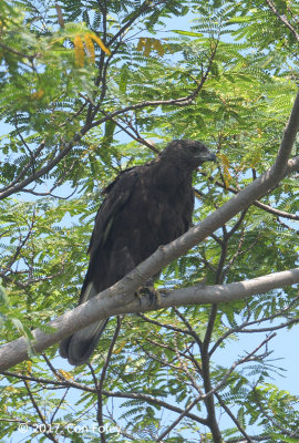 Eagle, Changeable Hawk (dark morph) @ NTL2