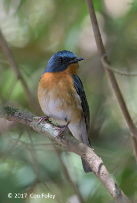 Flycatcher, Hill Blue (male) @ Kings Project