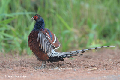 Pheasant, Mrs. Hume's