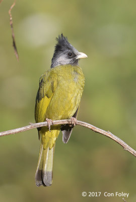 Finchbill, Crested @ Doi San Ju