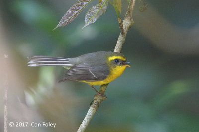 Fantail, Yellow-bellied (female) @ Doi Lang