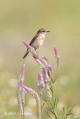 Common, Stonechat (male) @ Mae Hia Agriculture Research Station