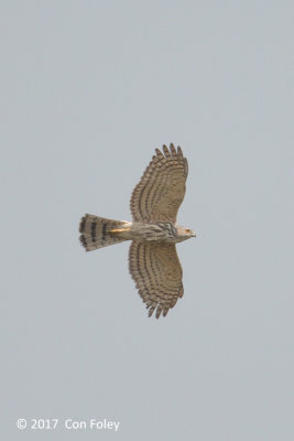 Shikra (juvenile) @ Mae Hia Agriculture Research Station