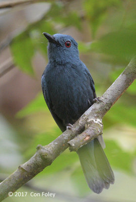 Philentoma, Rufous-winged (male - blue morph)