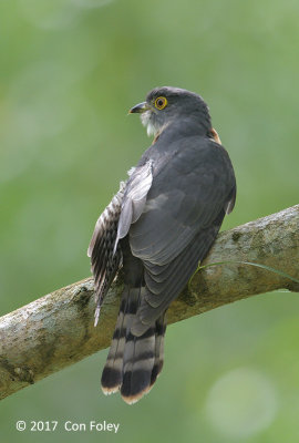 Cuckoo, Hodgson's Hawk (adult) @ Bidadari