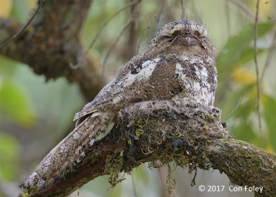 Frogmouth, Hodgson's (male on nest) @ Doi San Ju