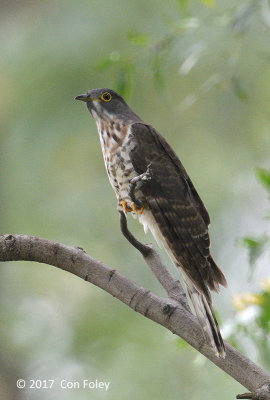 Cuckoo, Large Hawk (juv) @ Bidadari