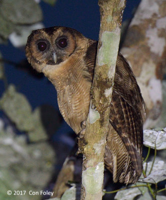 Owl, Brown Wood