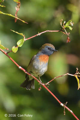Flycatcher, Rufous Gorgeted