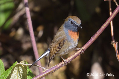 Flycatcher, Rufous-gorgeted (male) @ Ngoc Linh