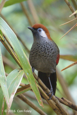 Laughingthrush, Red-tailed