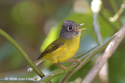 Warbler, Grey-cheeked @ Bach Ma