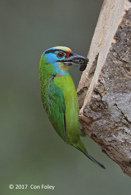Barbet, Indochinese