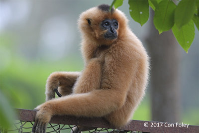 Gibbon, Buff-cheeked (female) @ Cat Tien