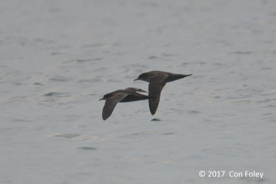 Shearwater, Short-tailed