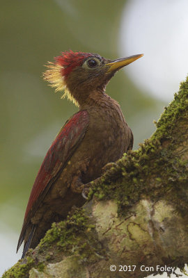 Woodpecker, Crimson-winged (female)